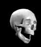Animated GIF of a skull laughing towards the right